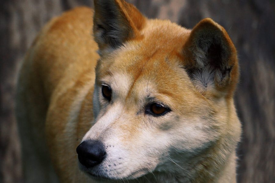 Daar is ’n dingo agter die stoel
