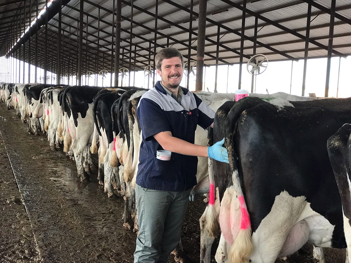 Melkkoeie en toekomsdrome