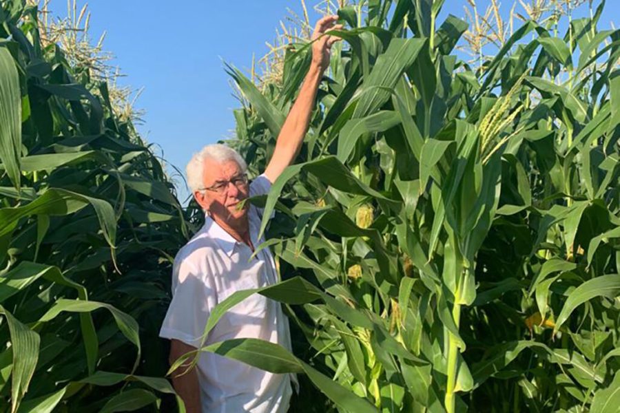 Mieliemeel vir Afrika